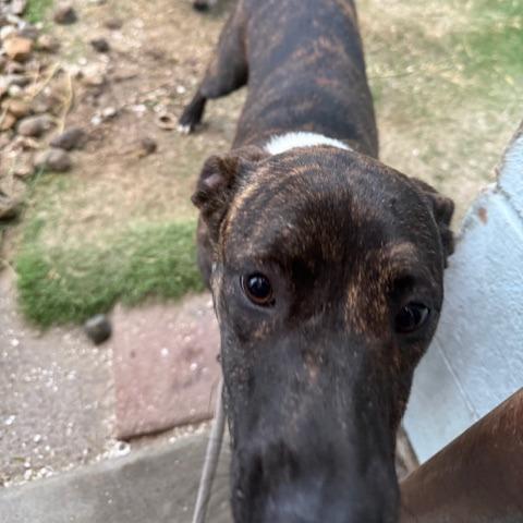 Rachel, a Adoptable Dutch Shepherd in Port Aransas, TX image 2/2