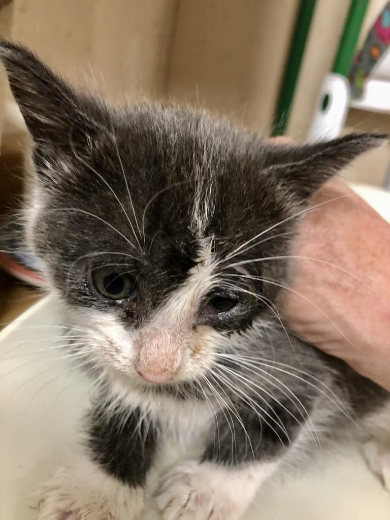 Pigeon K, Adoptable, Adult Male Domestic Short Hair.