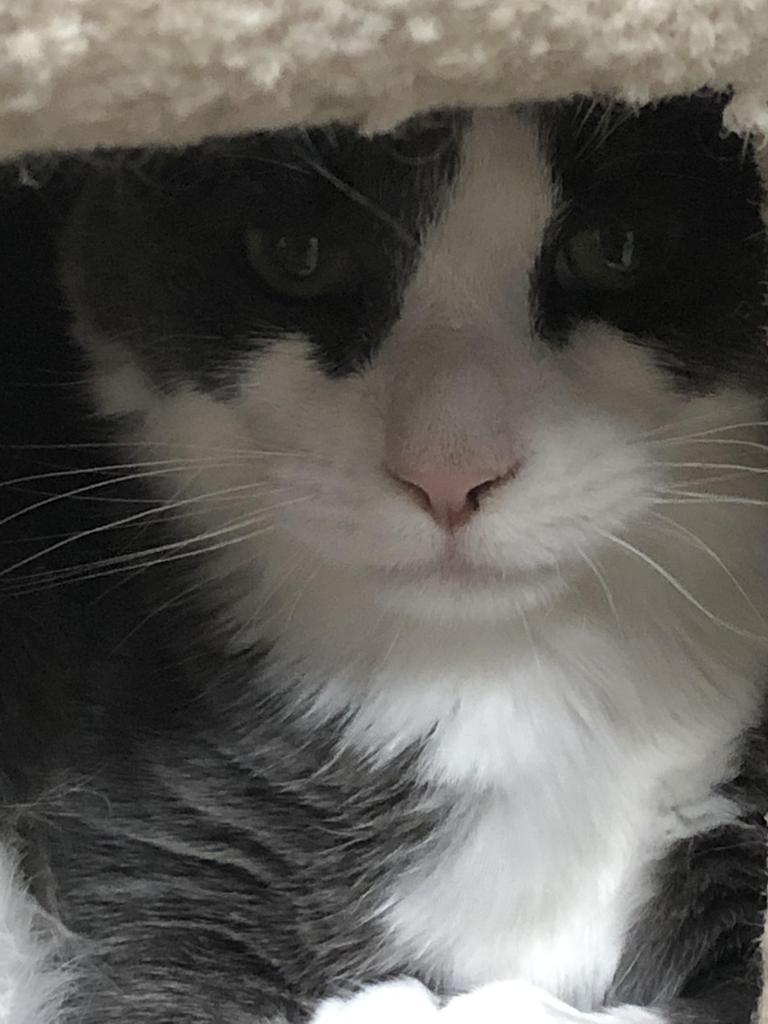 Pigeon K, a Adoptable mixed breed in Sherwood, OR image 4/4