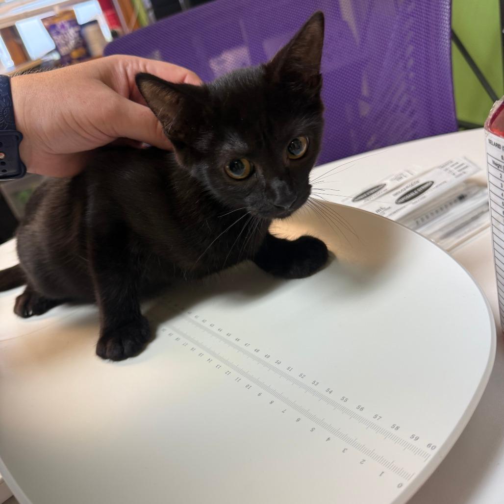 When?, Adoptable, Kitten Female Domestic Short Hair.