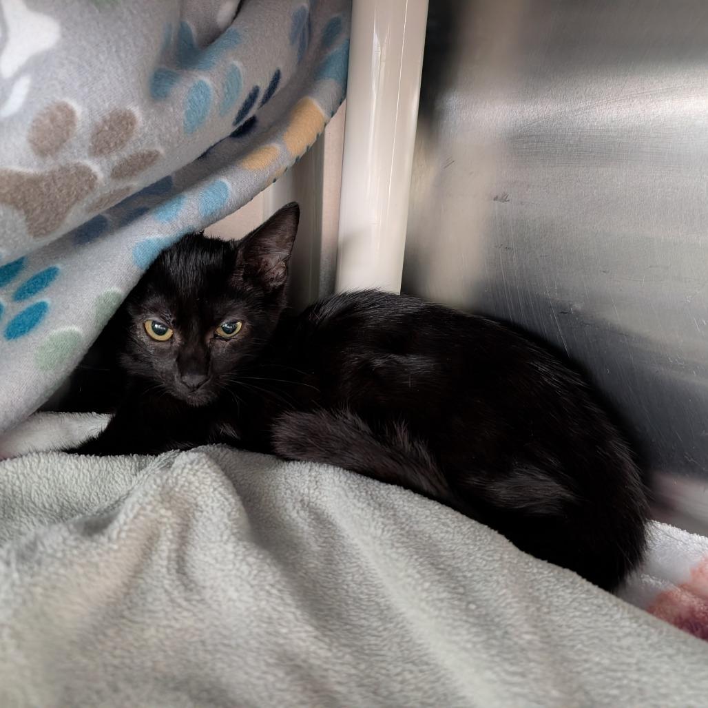 Enlarge When?, a Adoptable Domestic Short Hair in Emporia, KS image 2/2