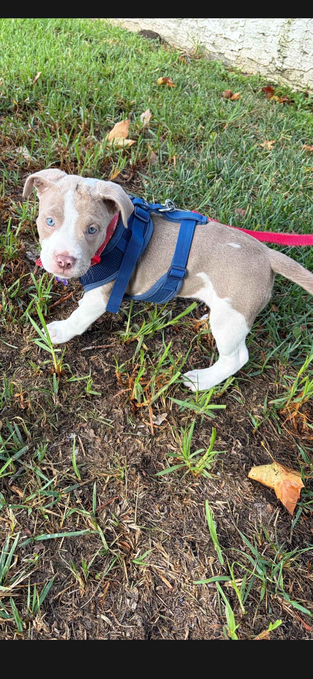 Adorable sweet Candy pup, Adoptable, Young Female Pit Bull Terrier.