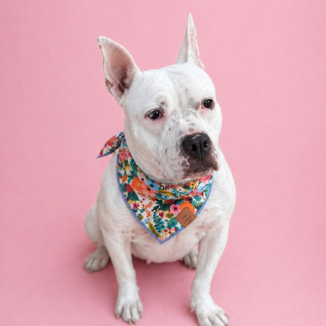 Enlarge Pearlie, a Adoptable mixed breed in Benton Harbor , MI image 4/5