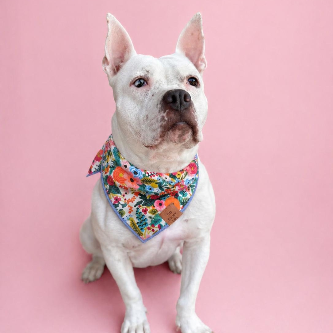 Pearlie, Adoptable, Adult Female Pit Bull Terrier.
