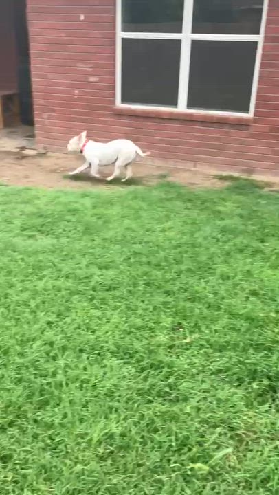 Enlarge Pearlie, a Adoptable mixed breed in Benton Harbor , MI video 5/5