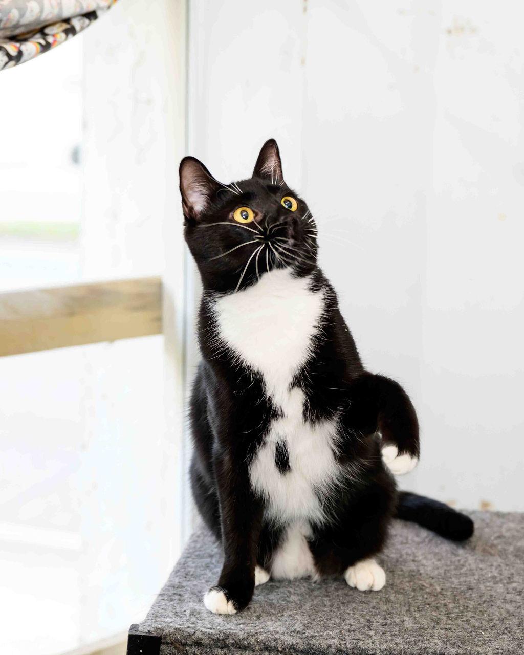 Luigi, a Adoptable Domestic Short Hair in Jefferson, LA image 3/6