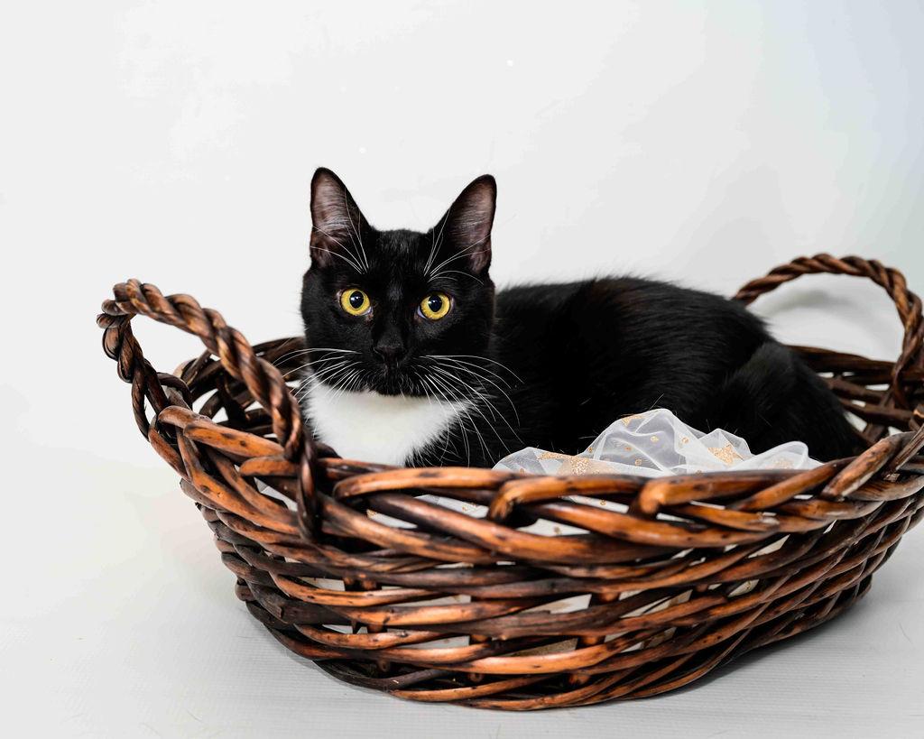 Luigi, Adoptable, Young Male Domestic Short Hair.