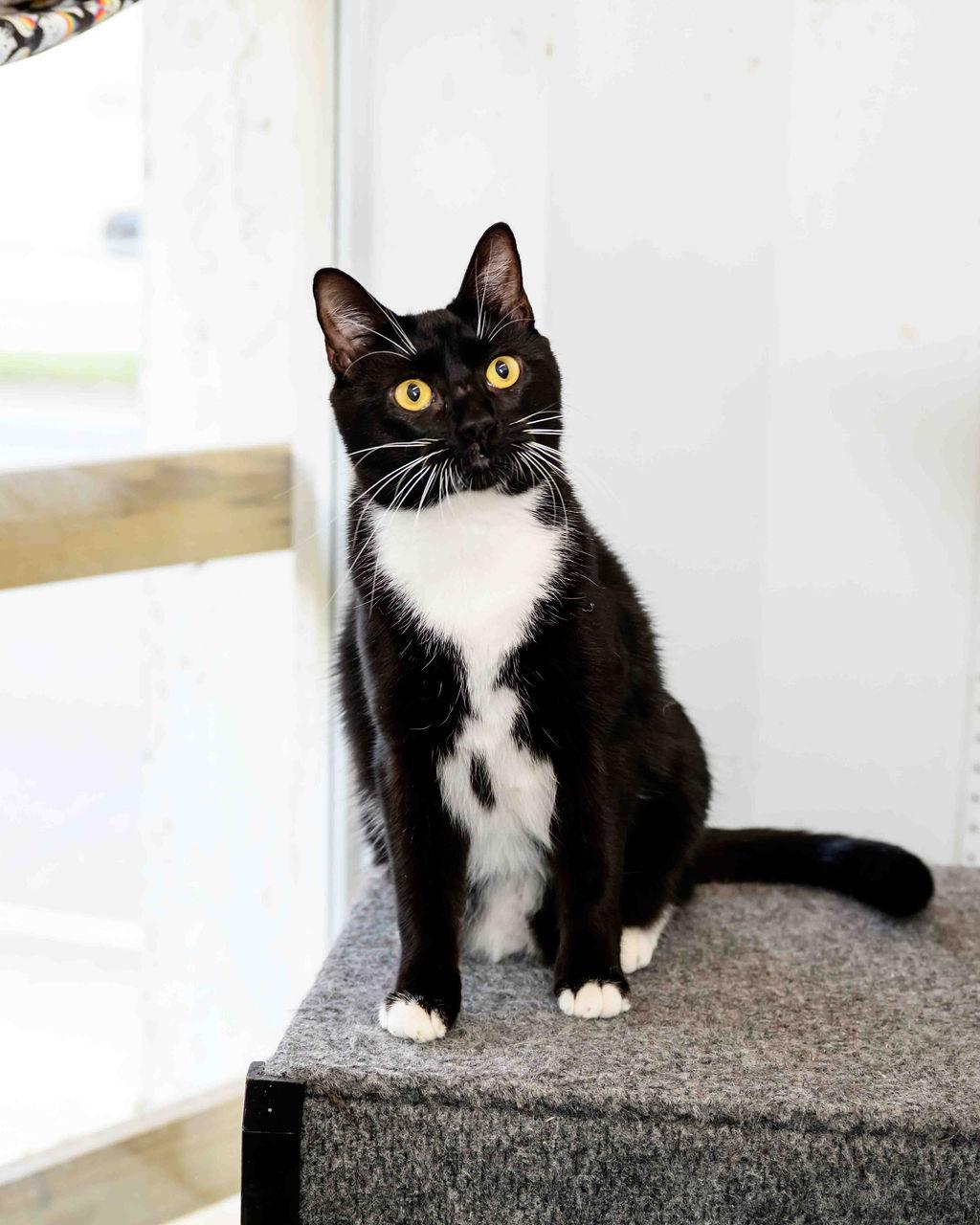 Luigi, Adoptable, Young Male Domestic Short Hair.