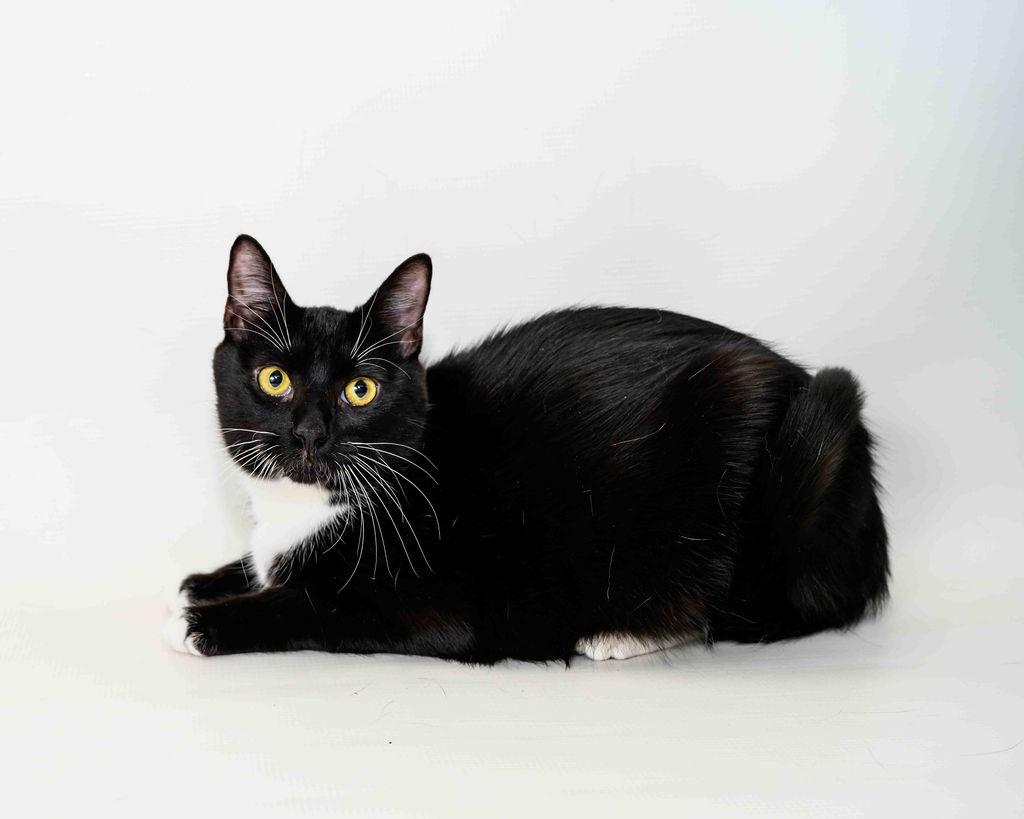 Luigi, a Adoptable Domestic Short Hair in Jefferson, LA image 5/6