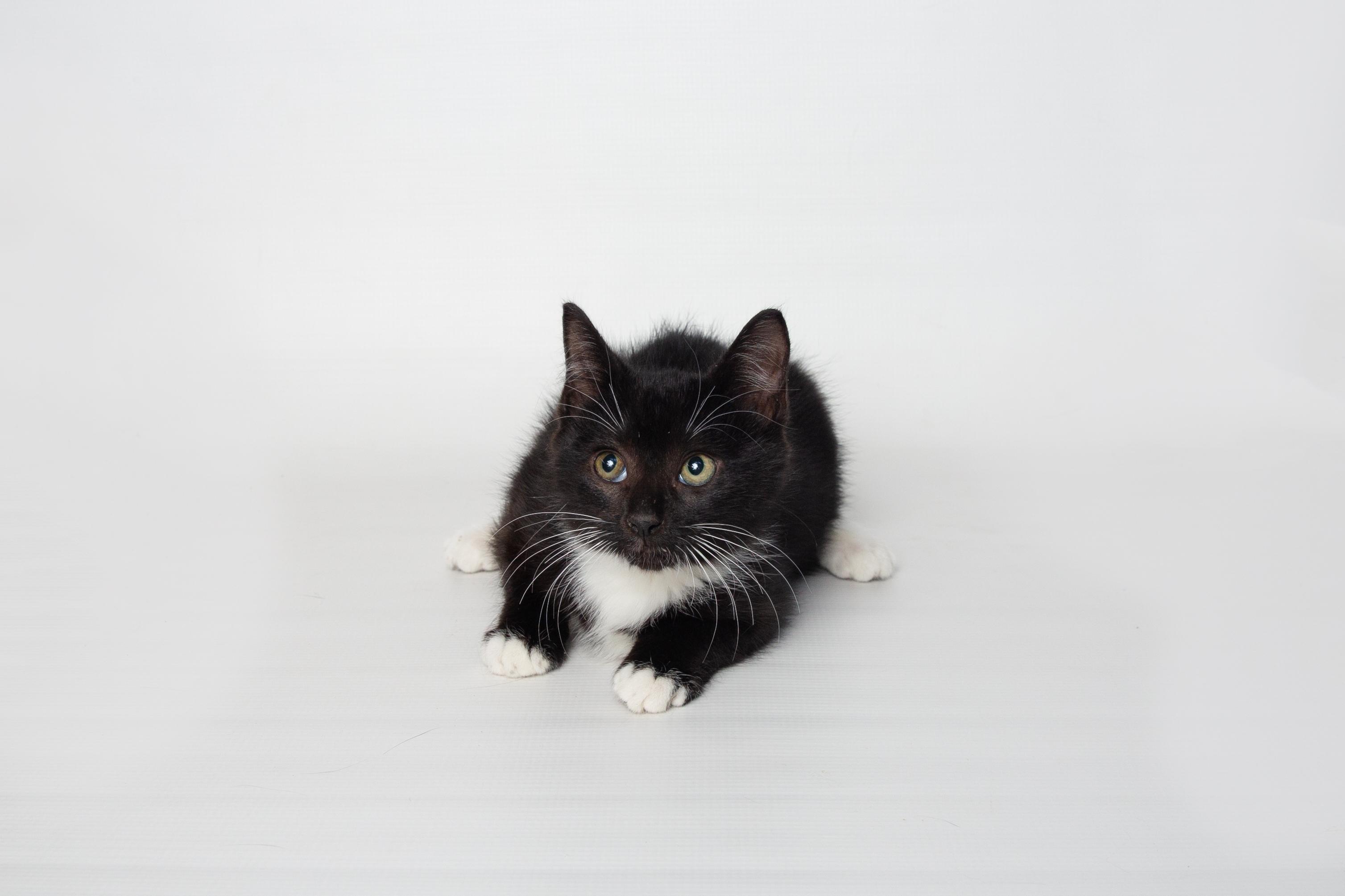 Luigi, a Adoptable Domestic Short Hair in Jefferson, LA image 6/6