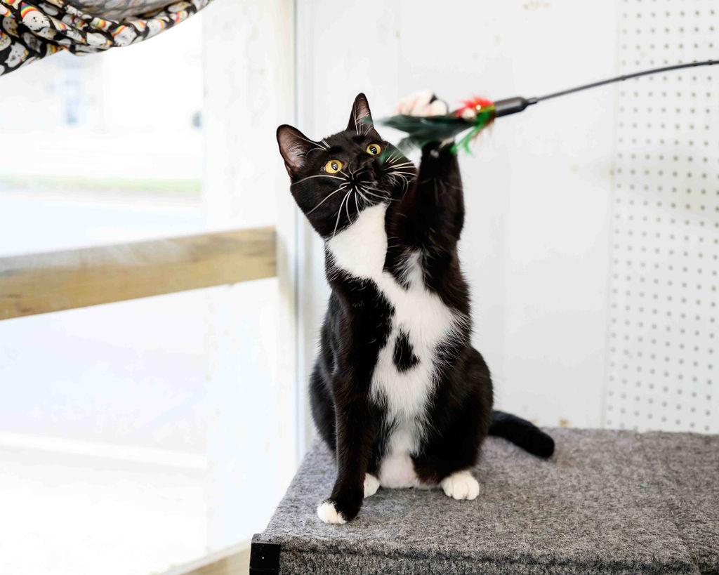 Luigi, a Adoptable Domestic Short Hair in Jefferson, LA image 2/6