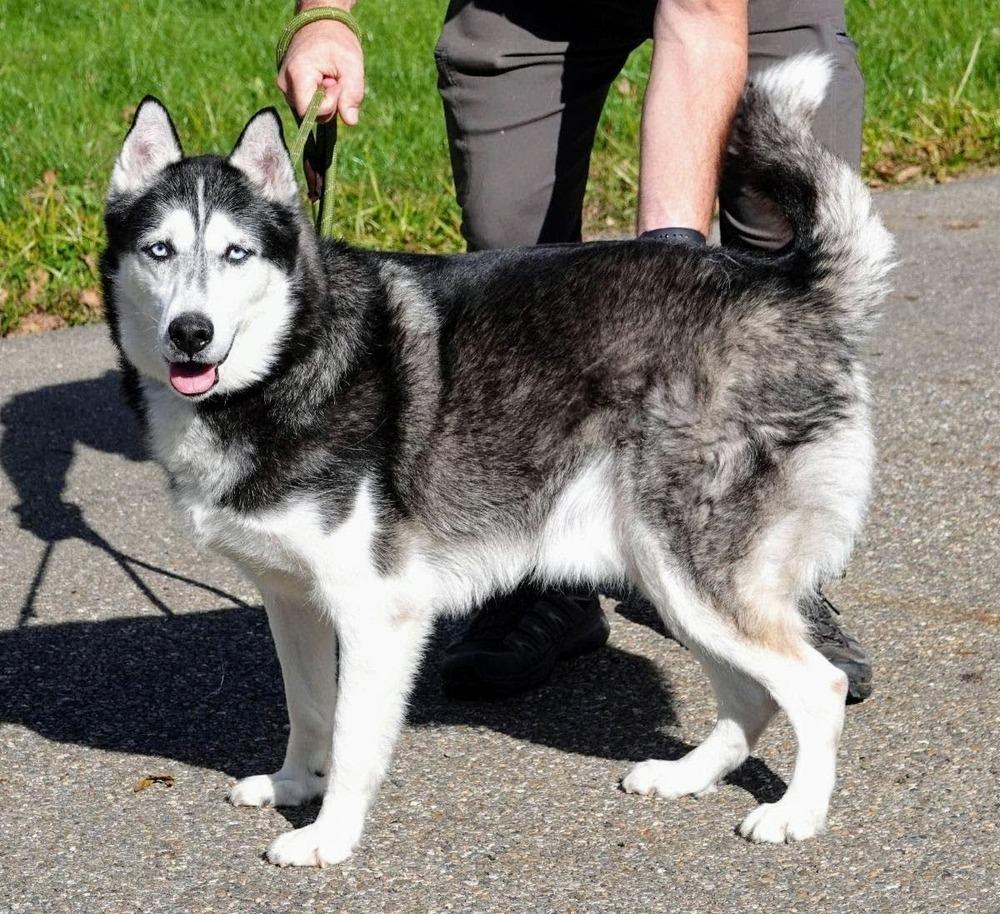 Enlarge Sir Walter, a Adoptable Siberian Husky in Reynoldsburg, OH image 1/6