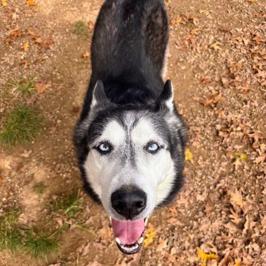Enlarge Sir Walter, a Adoptable Siberian Husky in Reynoldsburg, OH image 2/6