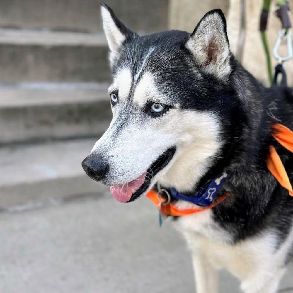 Enlarge Sir Walter, a Adoptable Siberian Husky in Reynoldsburg, OH image 3/6