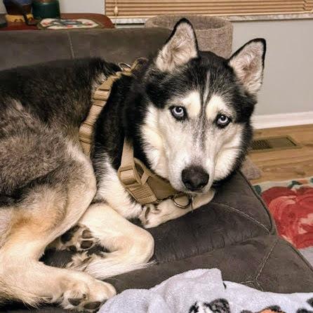 Enlarge Sir Walter, a Adoptable Siberian Husky in Reynoldsburg, OH image 4/6