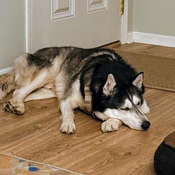 Enlarge Sir Walter, a Adoptable Siberian Husky in Reynoldsburg, OH image 5/6