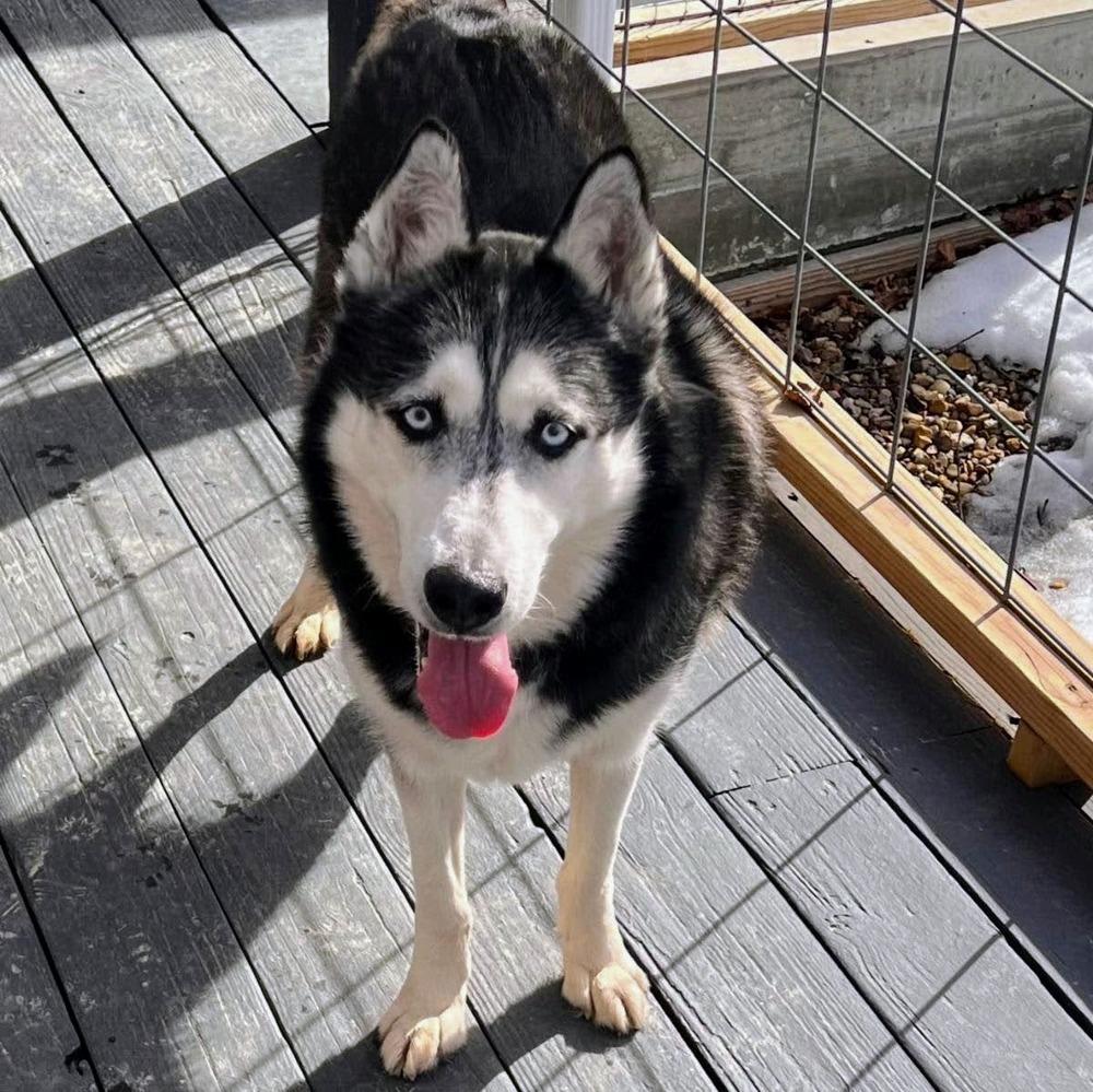 Enlarge Sir Walter, a Adoptable Siberian Husky in Reynoldsburg, OH image 6/6