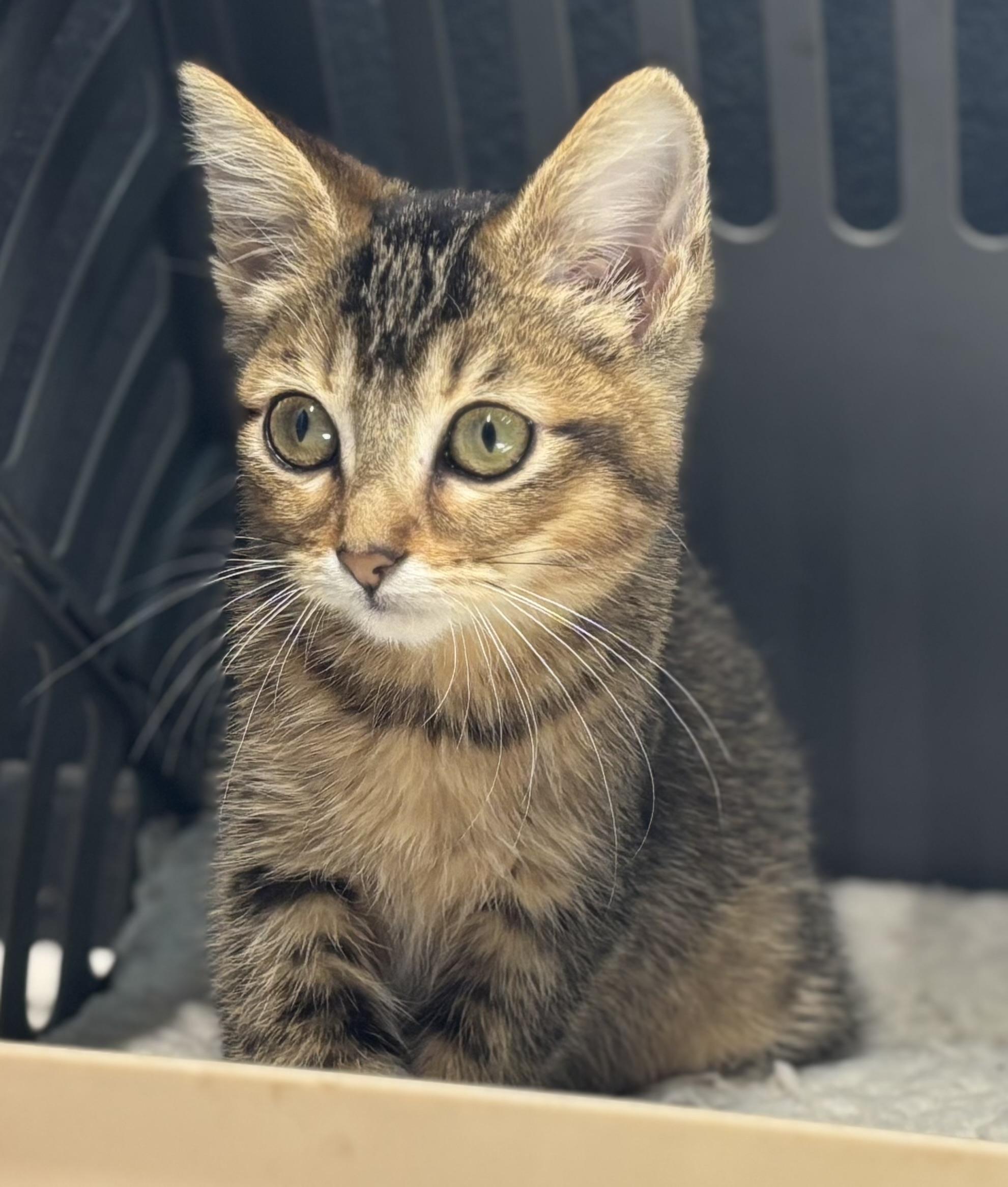 Bub Junior, a Adoptable Domestic Short Hair in Melbourne, AR image 3/6