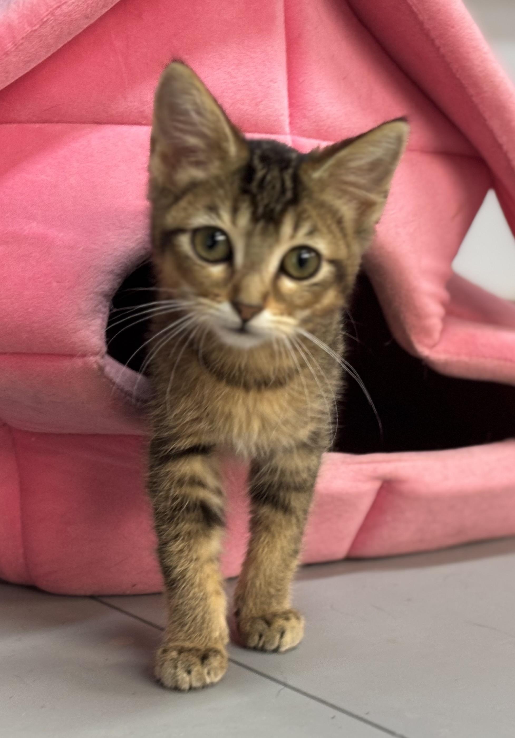 Bub Junior, Adoptable, Young Female Domestic Short Hair.