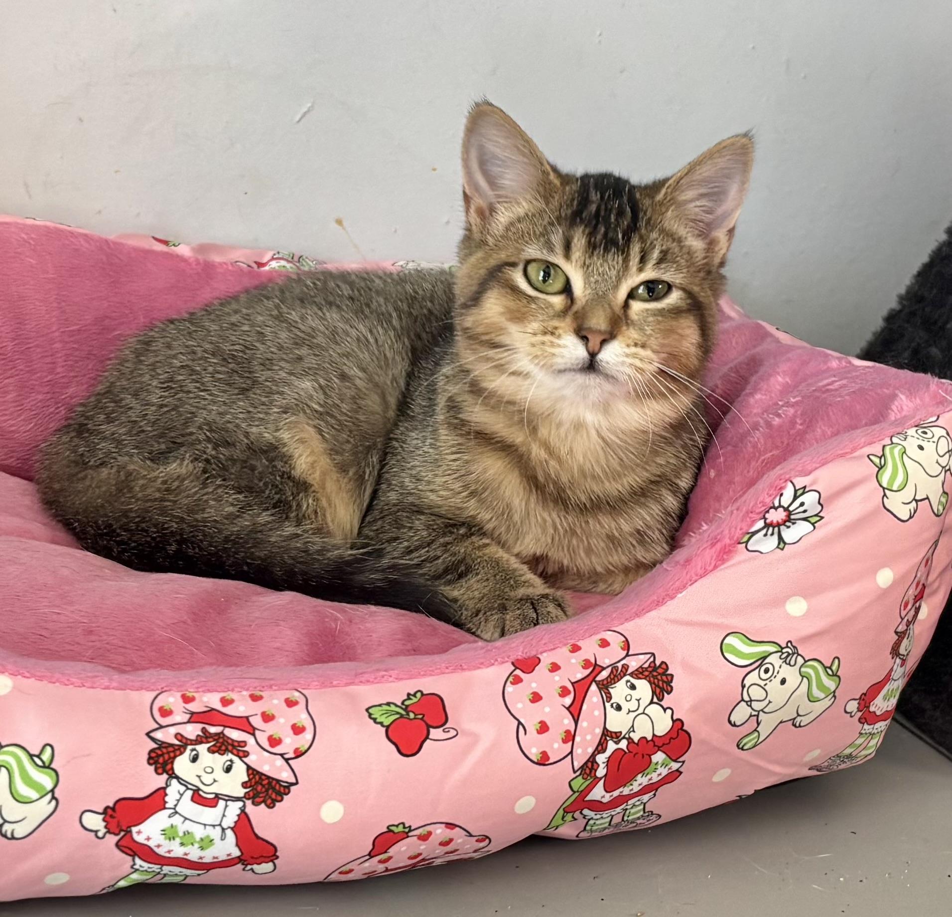 Bub Junior, a Adoptable Domestic Short Hair in Melbourne, AR image 2/6