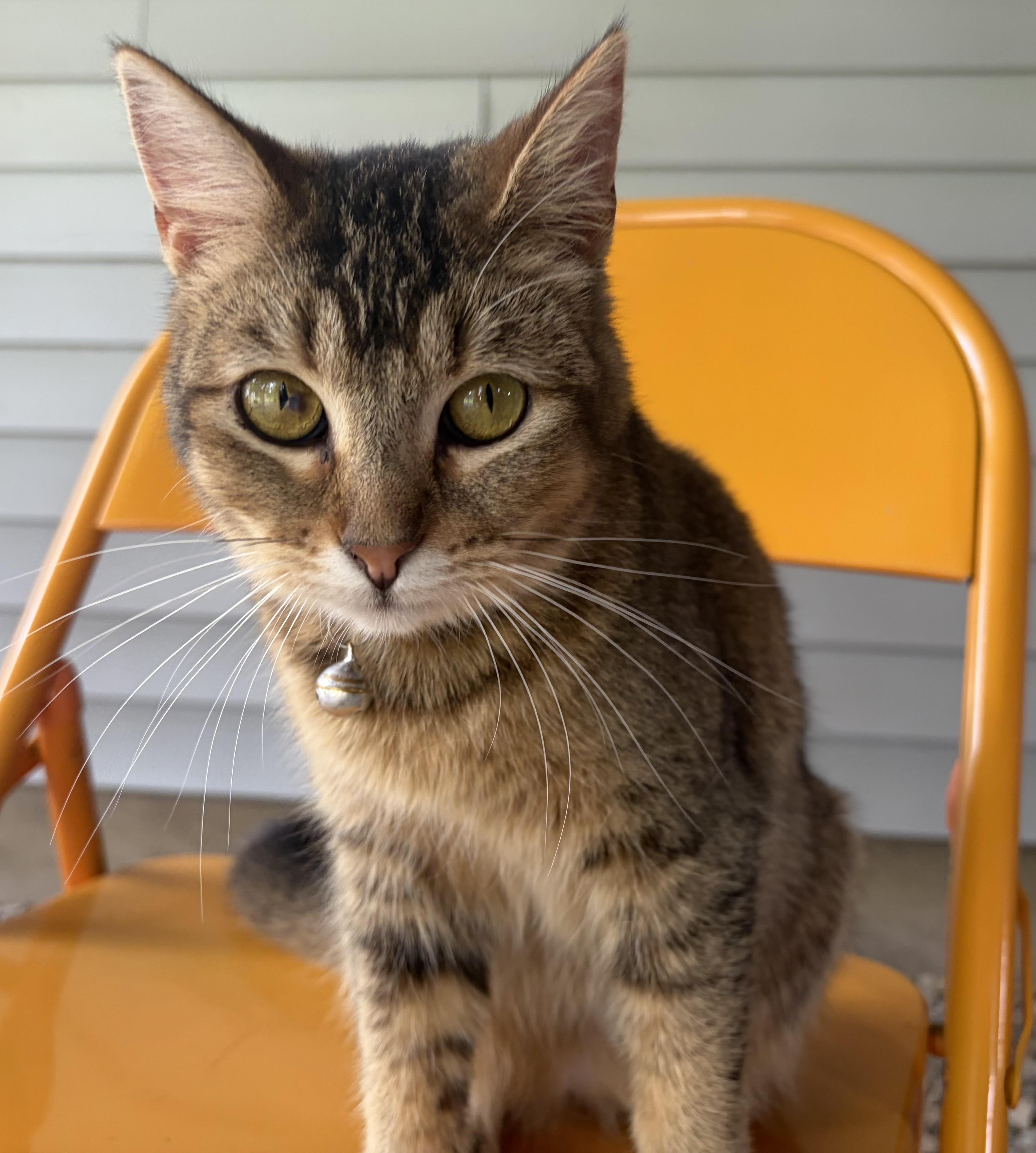 Bub Junior, Adoptable, Young Female Domestic Short Hair.