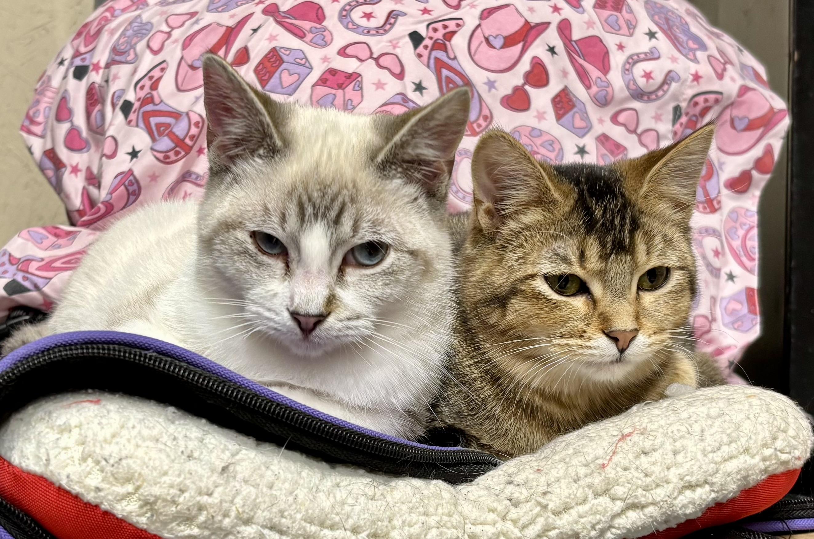 Bub Junior, a Adoptable Domestic Short Hair in Melbourne, AR image 4/6