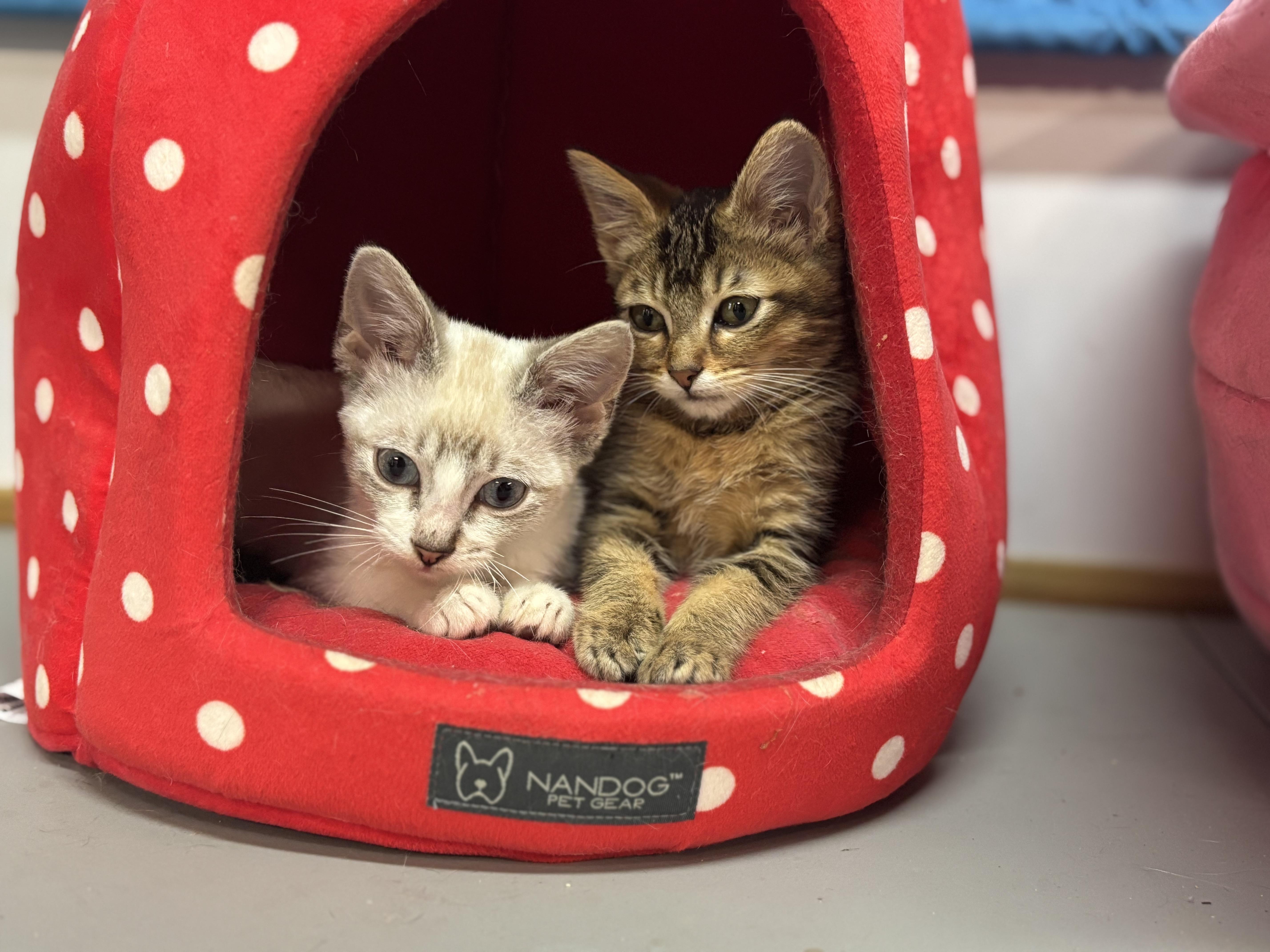 Bub Junior, a Adoptable Domestic Short Hair in Melbourne, AR image 6/6
