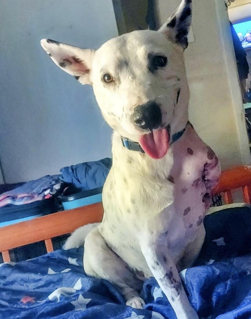 Pongo