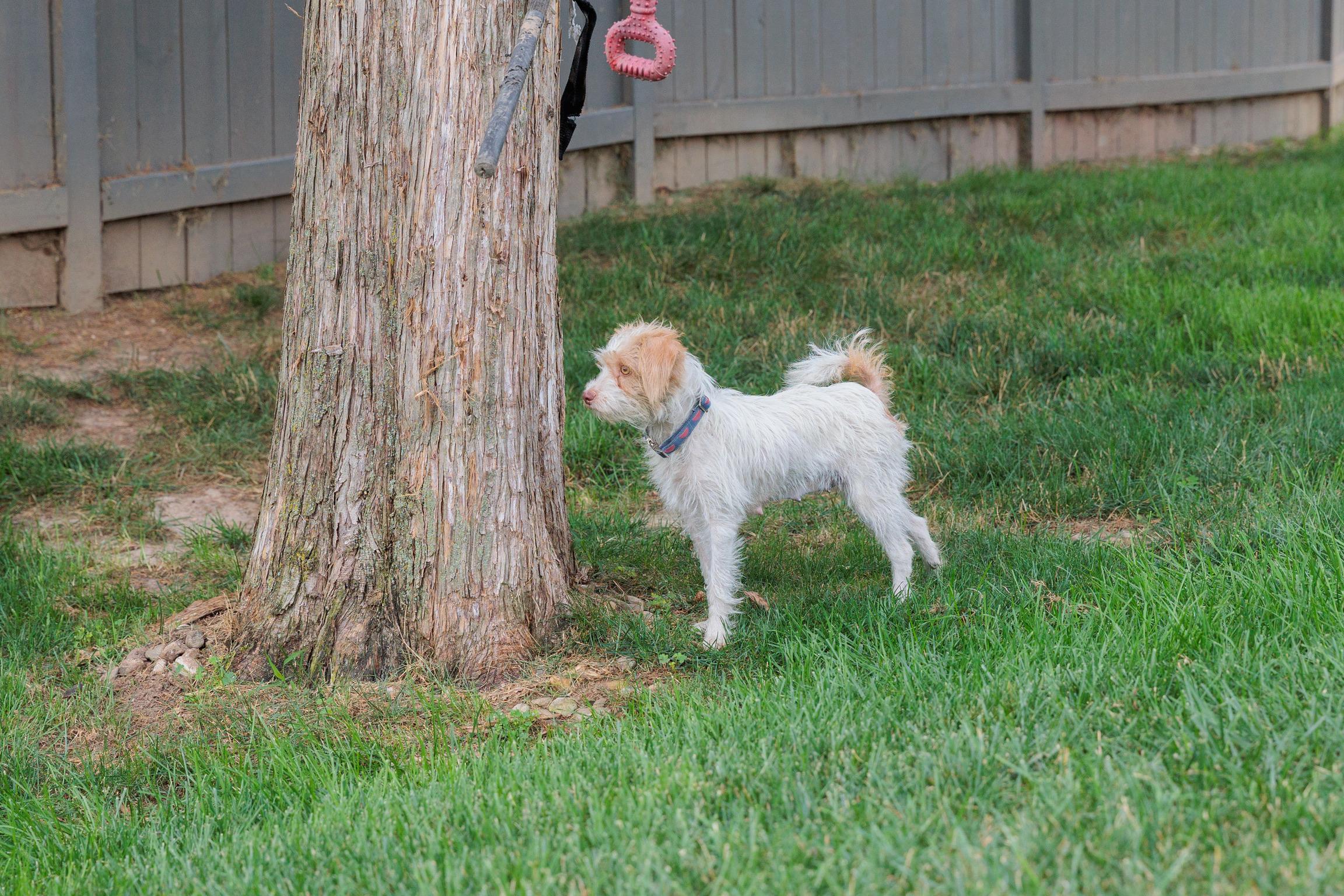 Nova, a ADOPTABLE mixed breed in Washington, DC image 2/5
