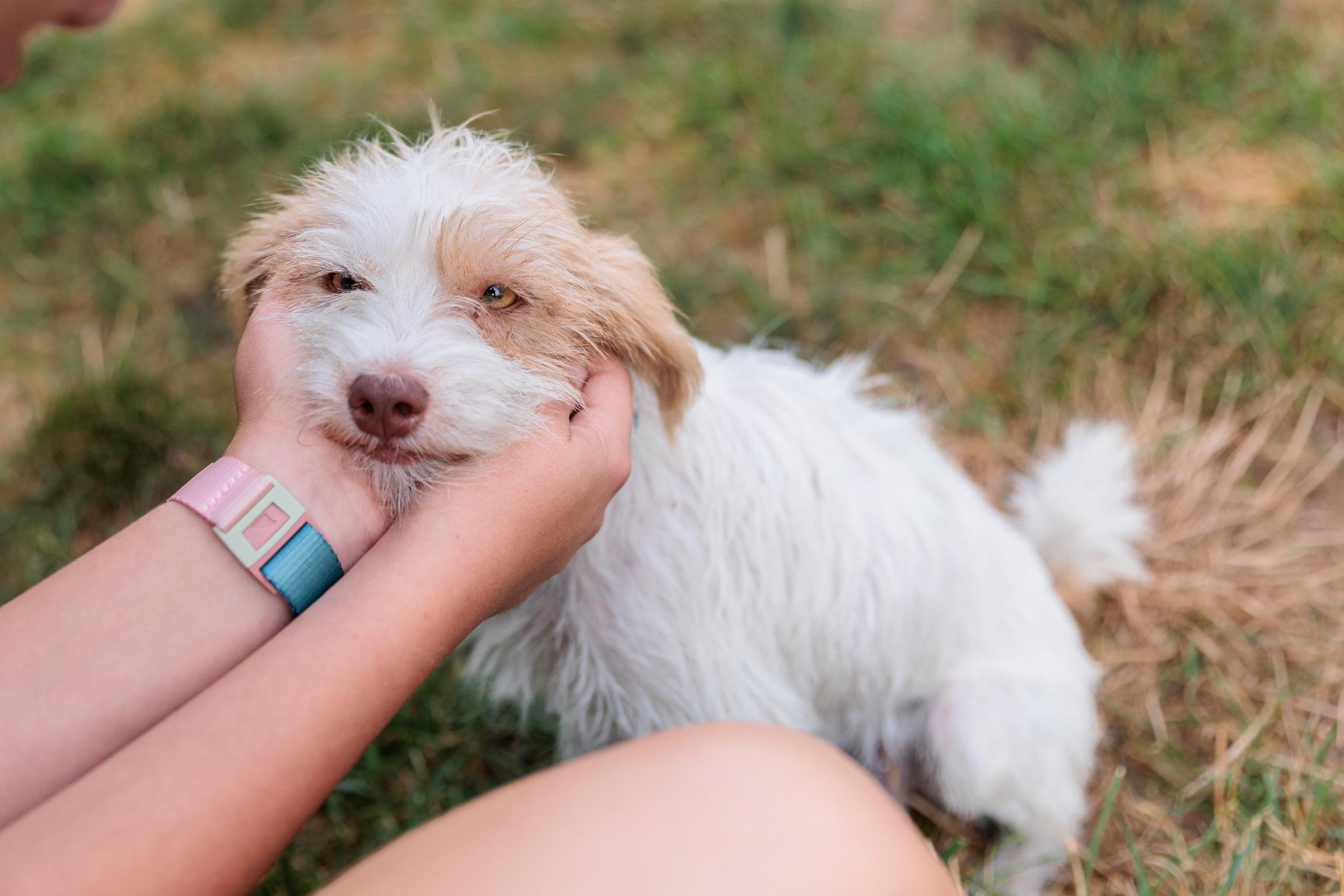Nova, ADOPTABLE, Adult Female Terrier.