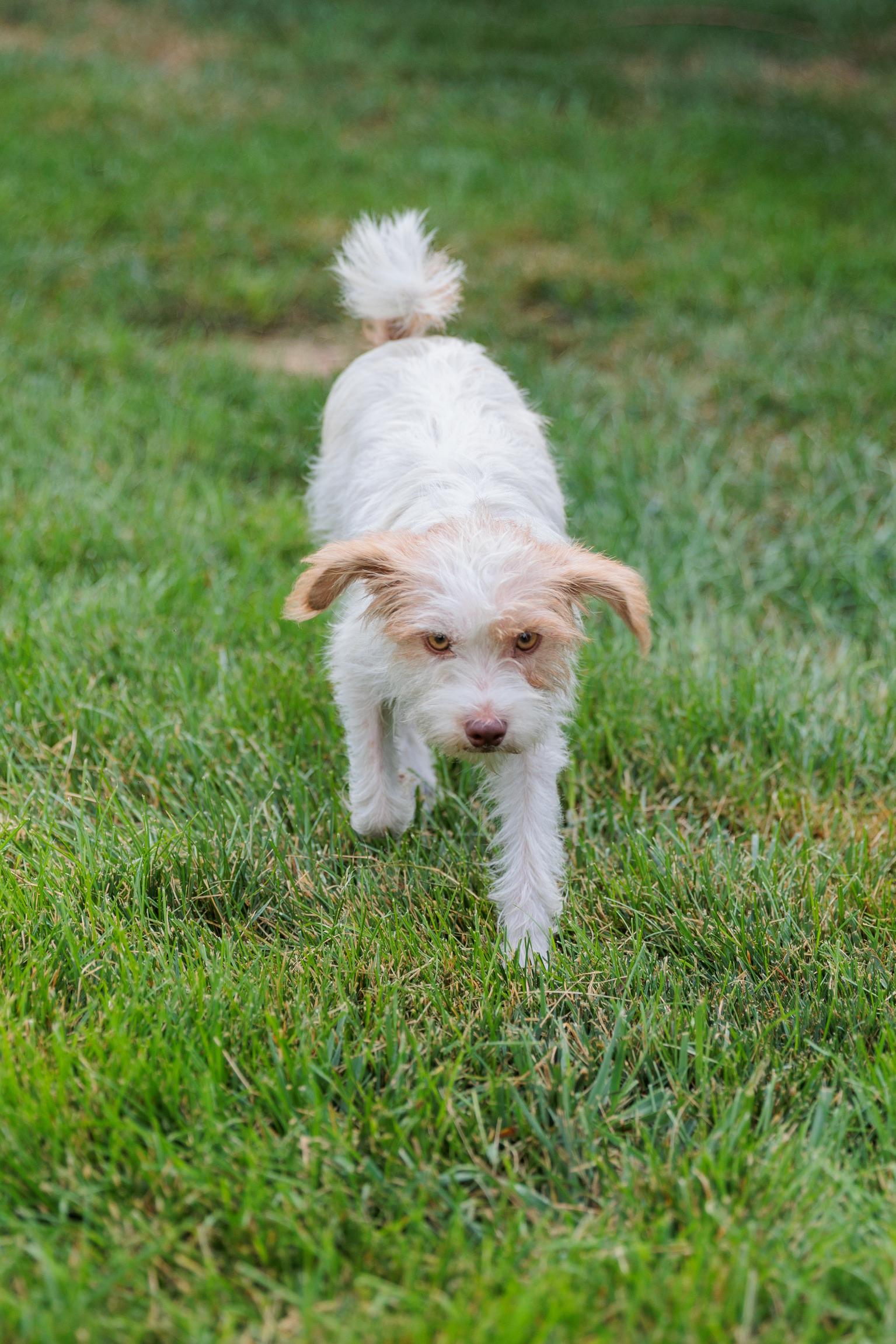 Nova, a ADOPTABLE mixed breed in Washington, DC image 5/5