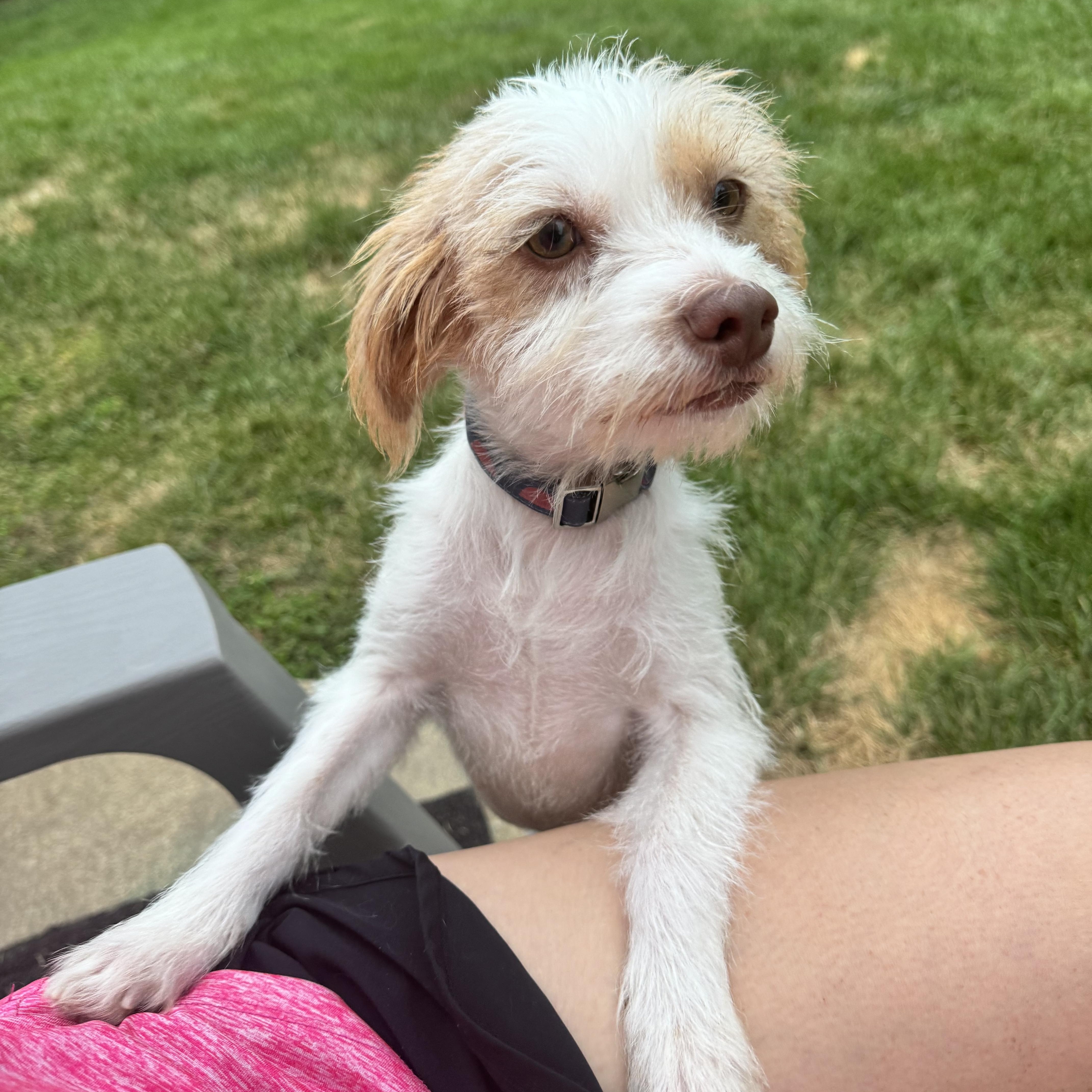 Nova, adoptable, Adult Female Terrier.