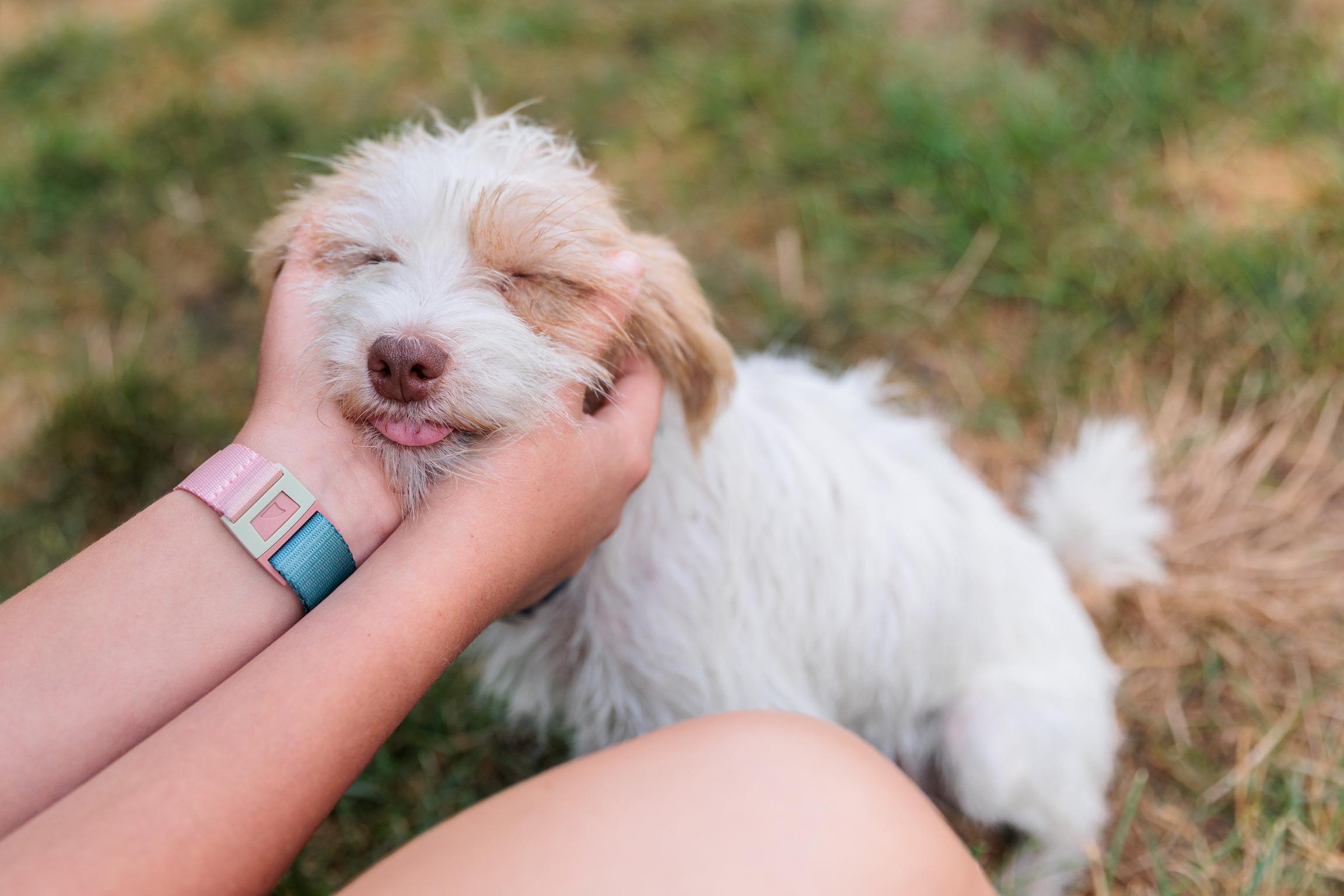 Nova, a ADOPTABLE mixed breed in Washington, DC image 4/5