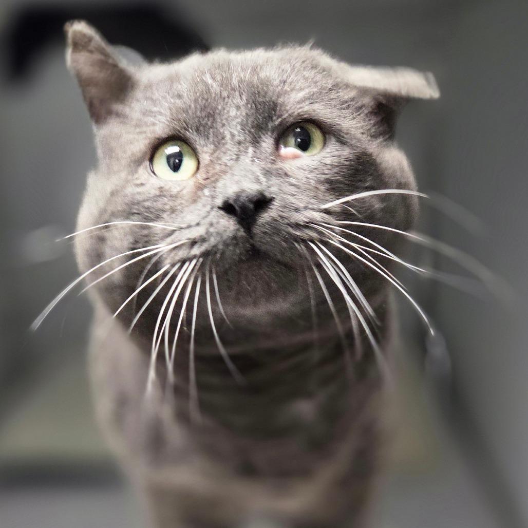 Boris, Adoptable, Adult Male Domestic Short Hair.