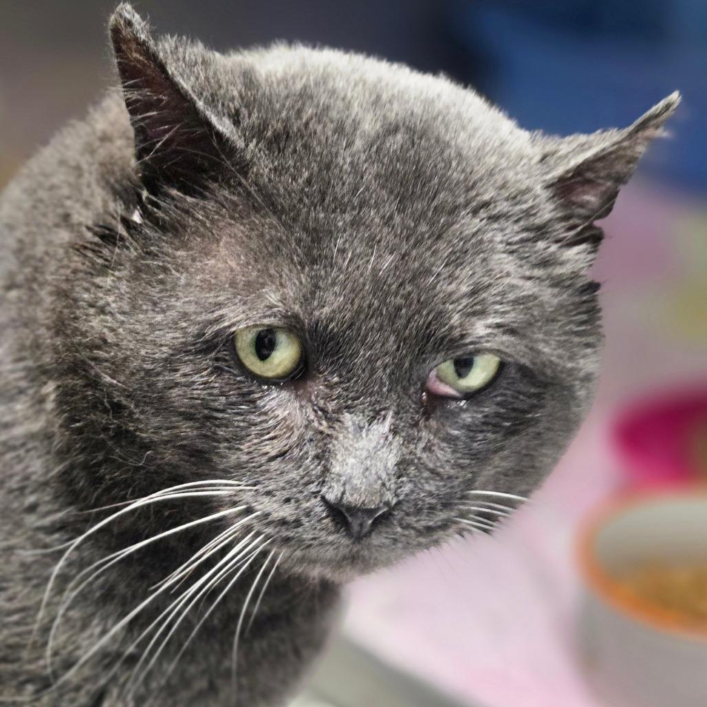 Boris, Adoptable, Adult Male Domestic Short Hair.