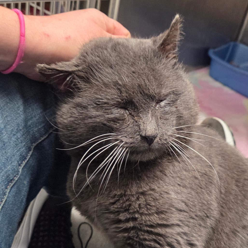 Enlarge Boris, a Adoptable Domestic Short Hair in Oneonta, NY image 2/3