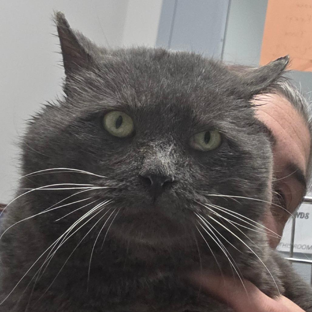 Enlarge Boris, a Adoptable Domestic Short Hair in Oneonta, NY image 3/3