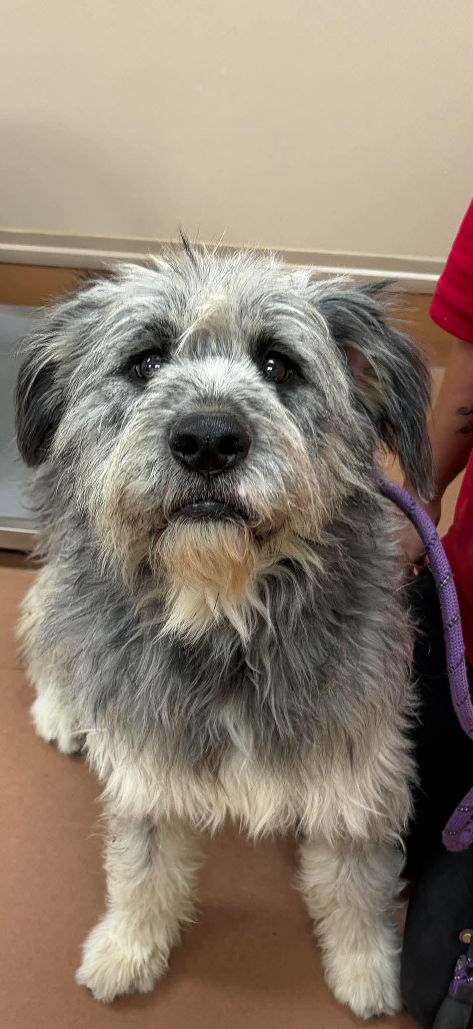 Einstein, adopted, Adult Male Terrier.