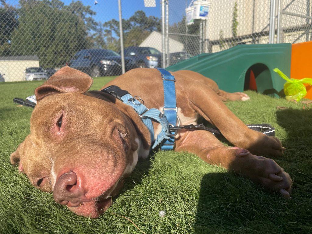 Anchovy, a Adoptable Mixed Breed in Durham, NC image 1/3