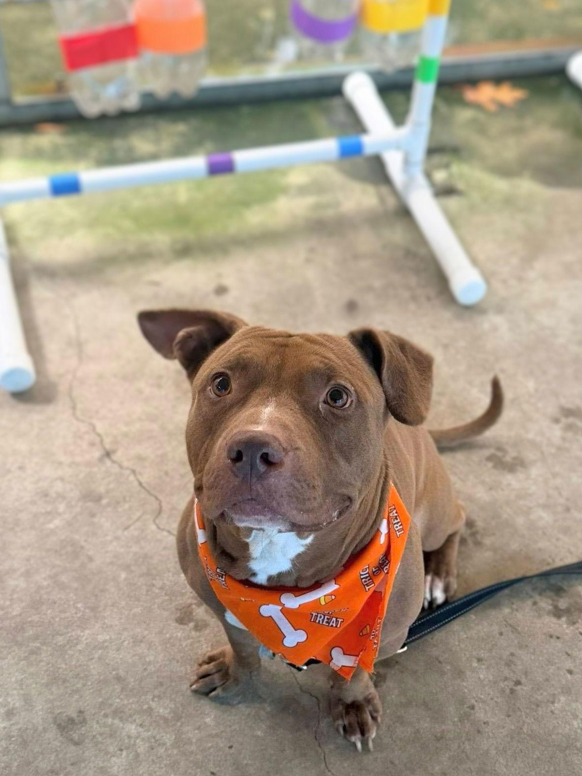 Anchovy, a Adoptable Mixed Breed in Durham, NC image 2/3