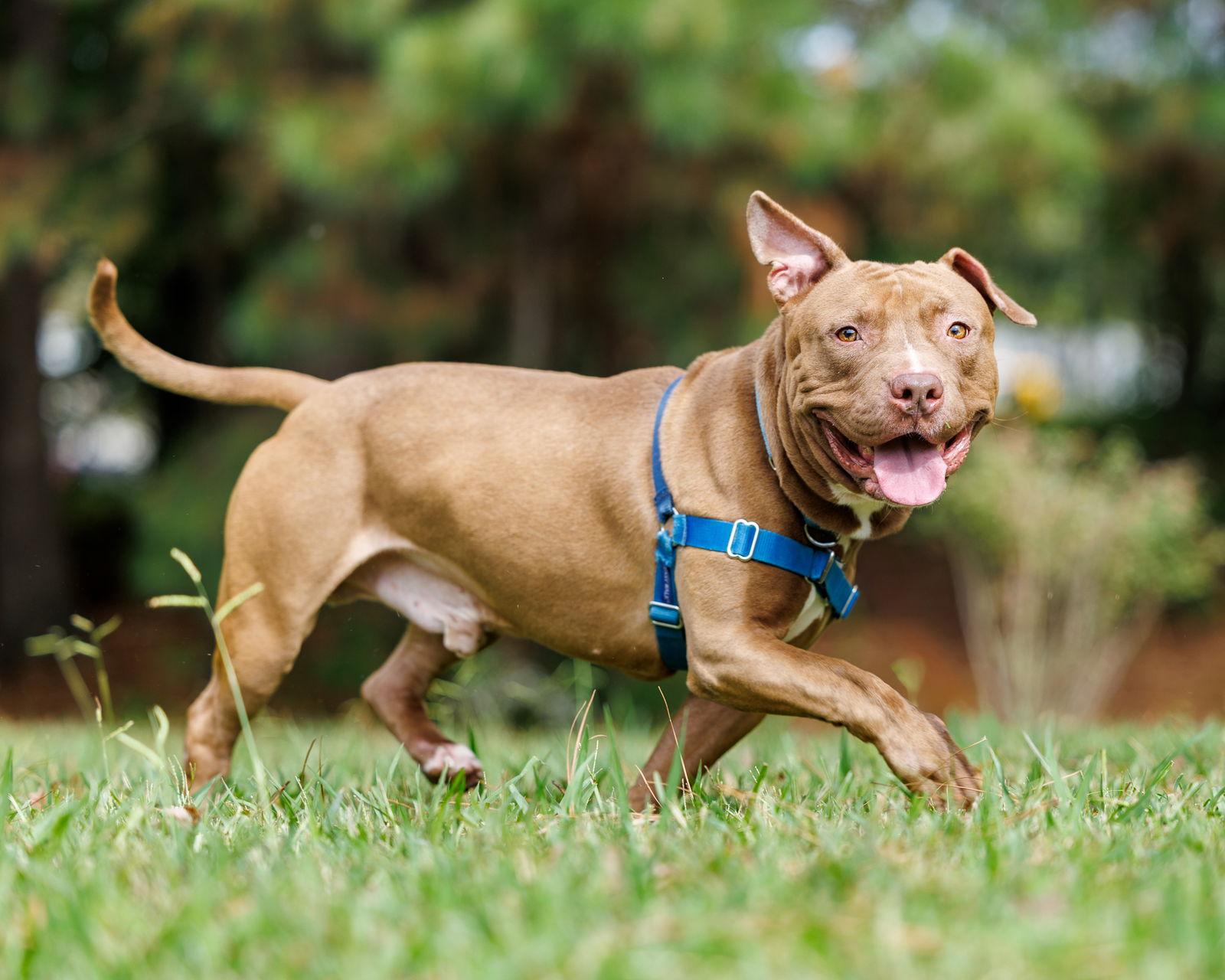 Anchovy, a Adoptable Mixed Breed in Durham, NC image 3/3