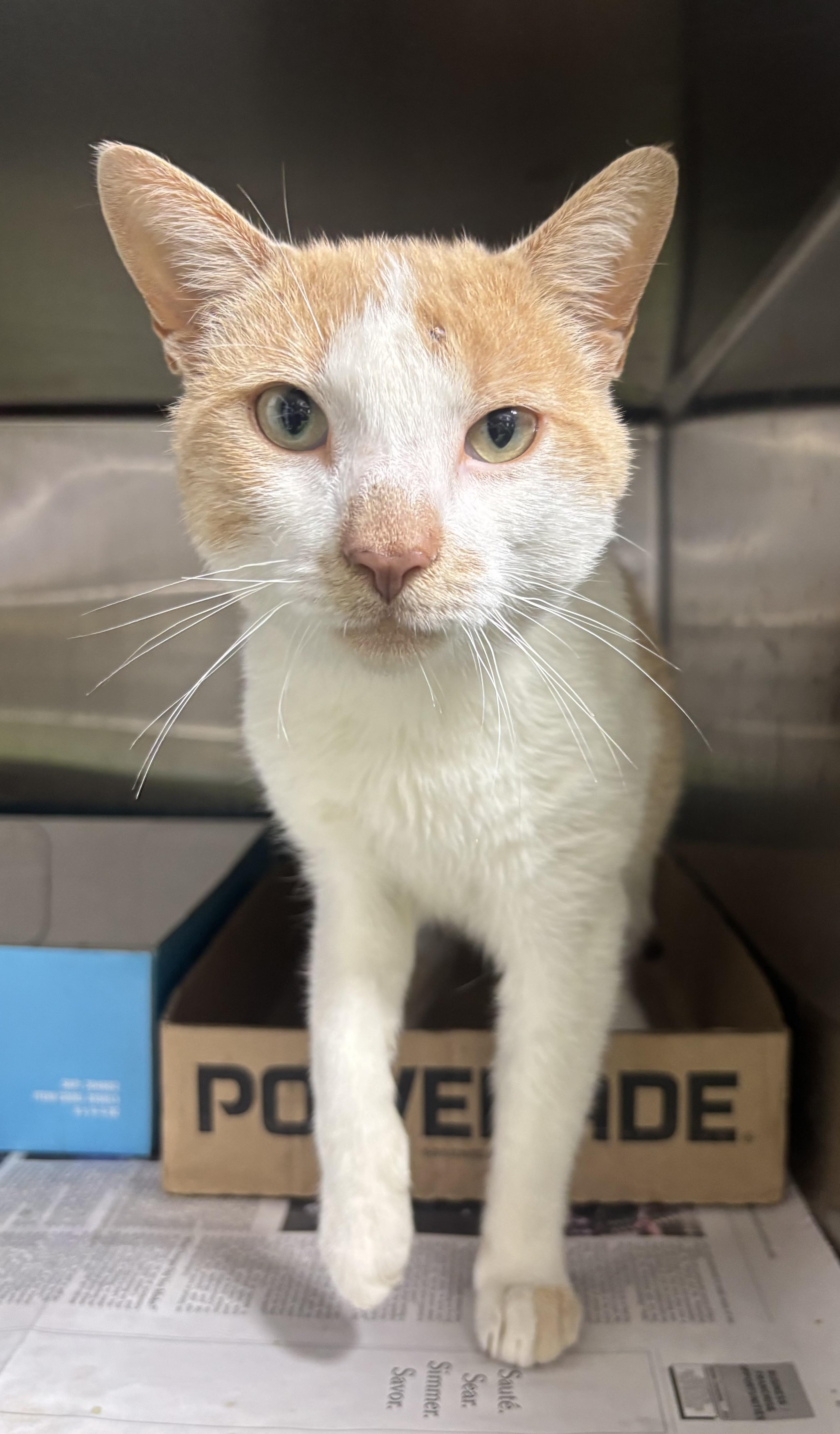 Indy, a Adoptable Domestic Short Hair in New Haven, CT image 1/2