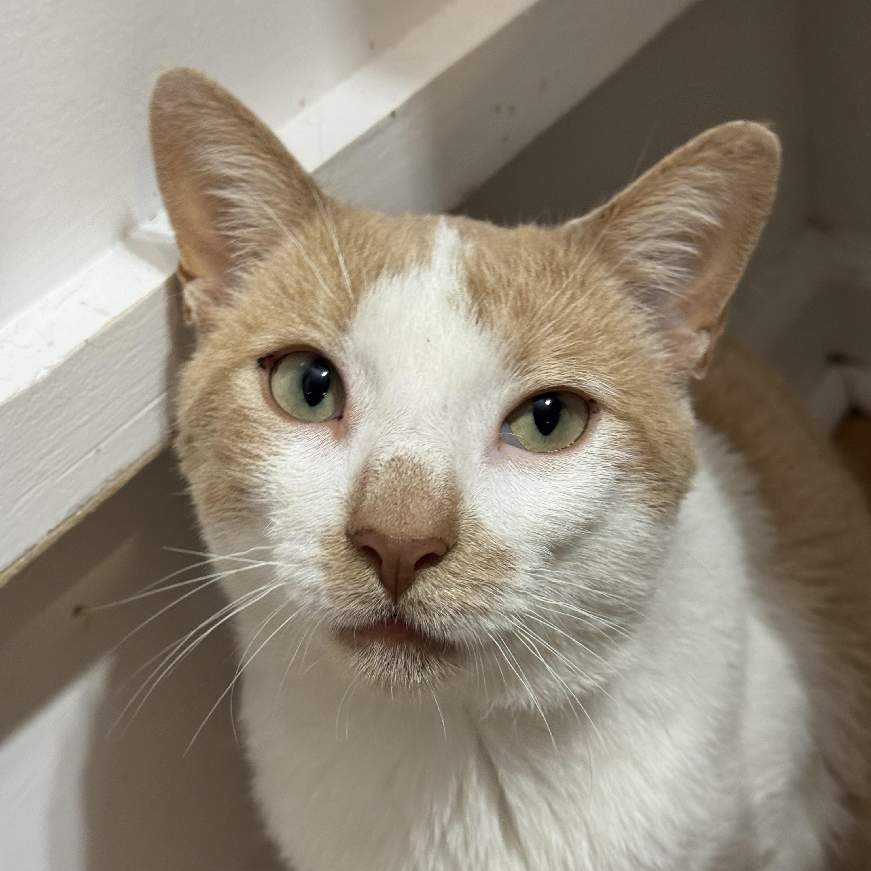 Indy, a Adoptable Domestic Short Hair in New Haven, CT image 2/2