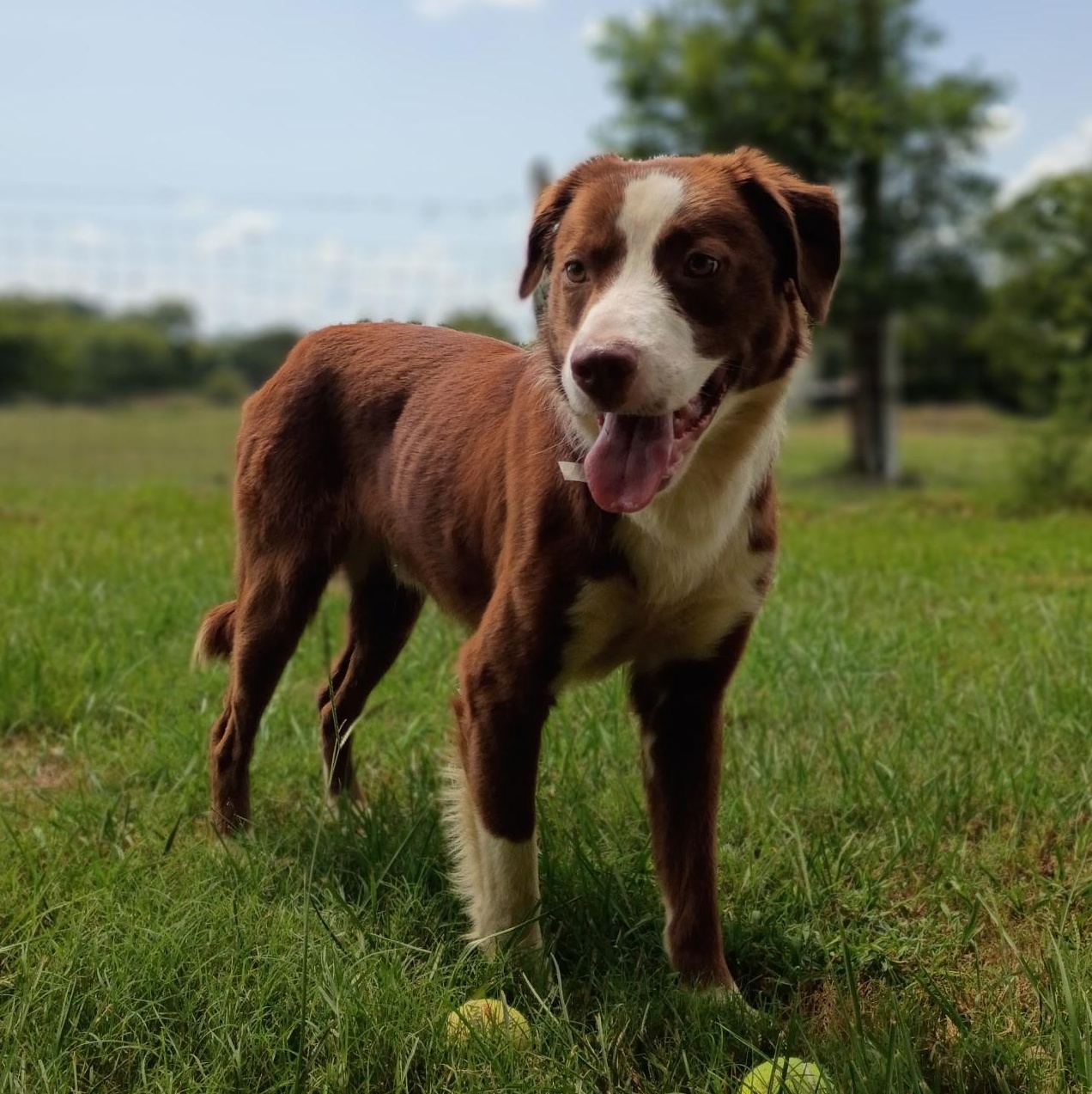 Enlarge Chip, a Adopted mixed breed in Wytheville, VA image 5/6
