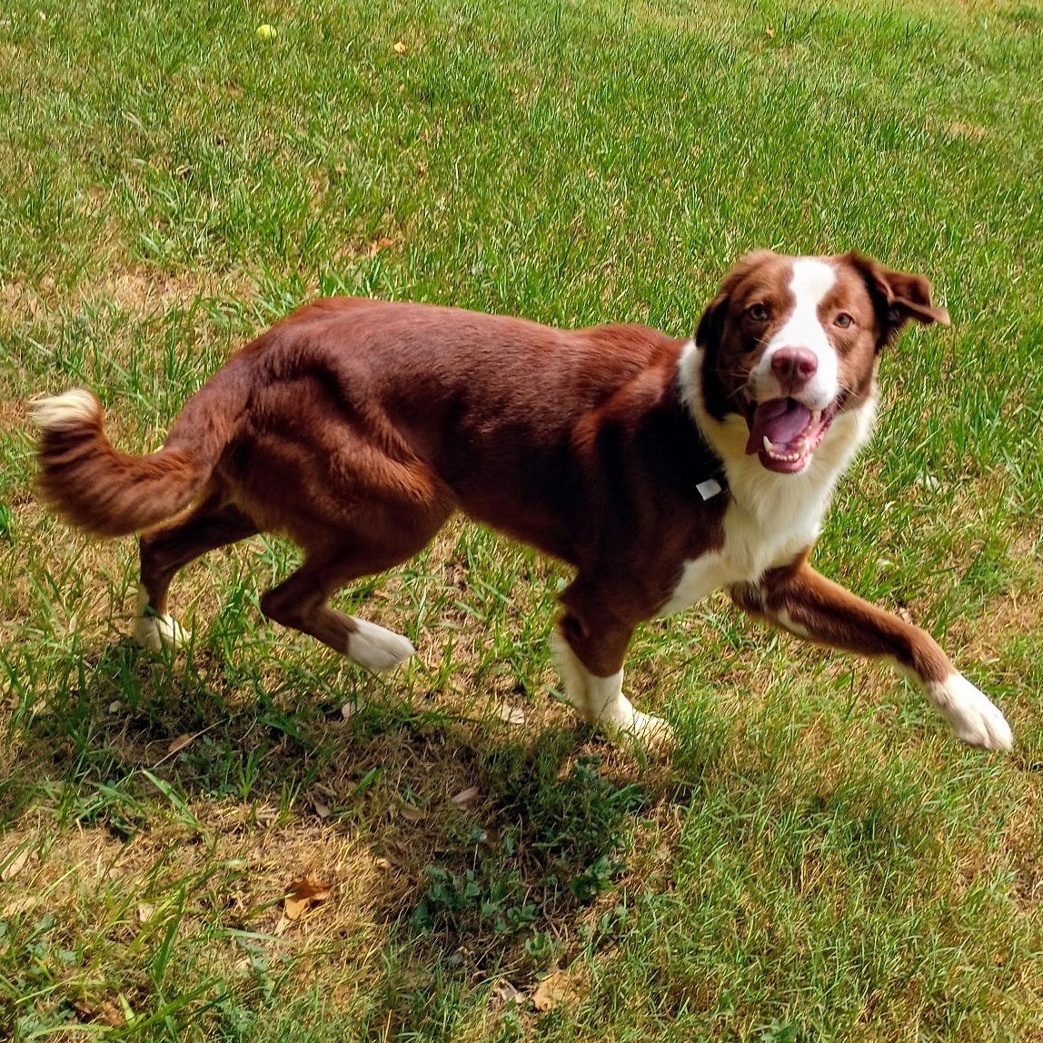 Enlarge Chip, a Adopted mixed breed in Wytheville, VA image 4/6