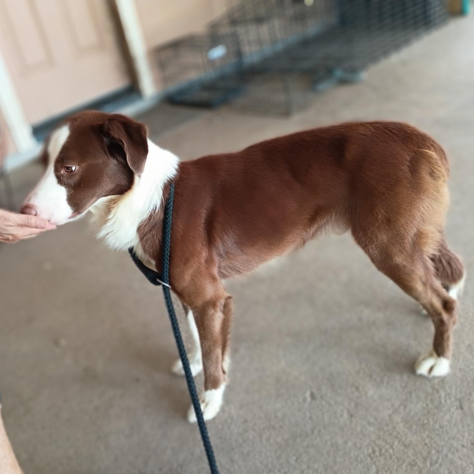 Enlarge Chip, a Adopted mixed breed in Wytheville, VA image 3/6