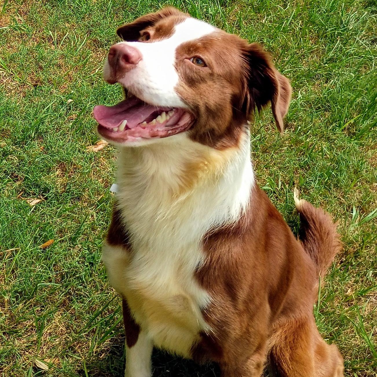 Enlarge Chip, a Adopted mixed breed in Wytheville, VA image 1/6