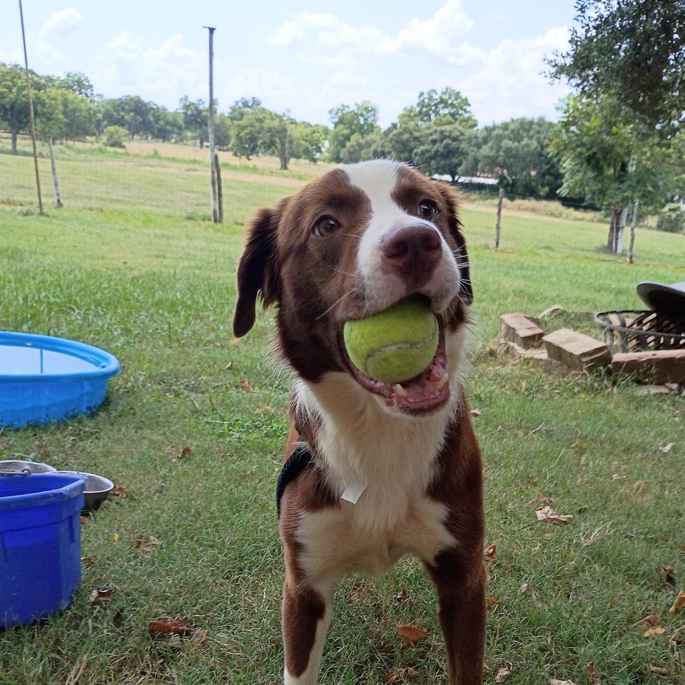 Enlarge Chip, a Adopted mixed breed in Wytheville, VA image 2/6