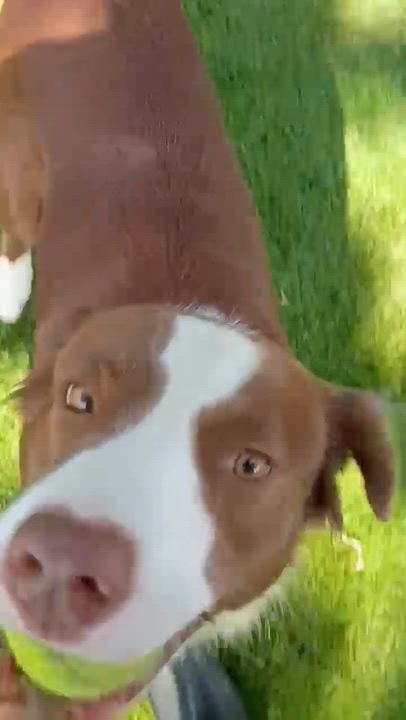 Enlarge Chip, a Adopted mixed breed in Wytheville, VA video 6/6