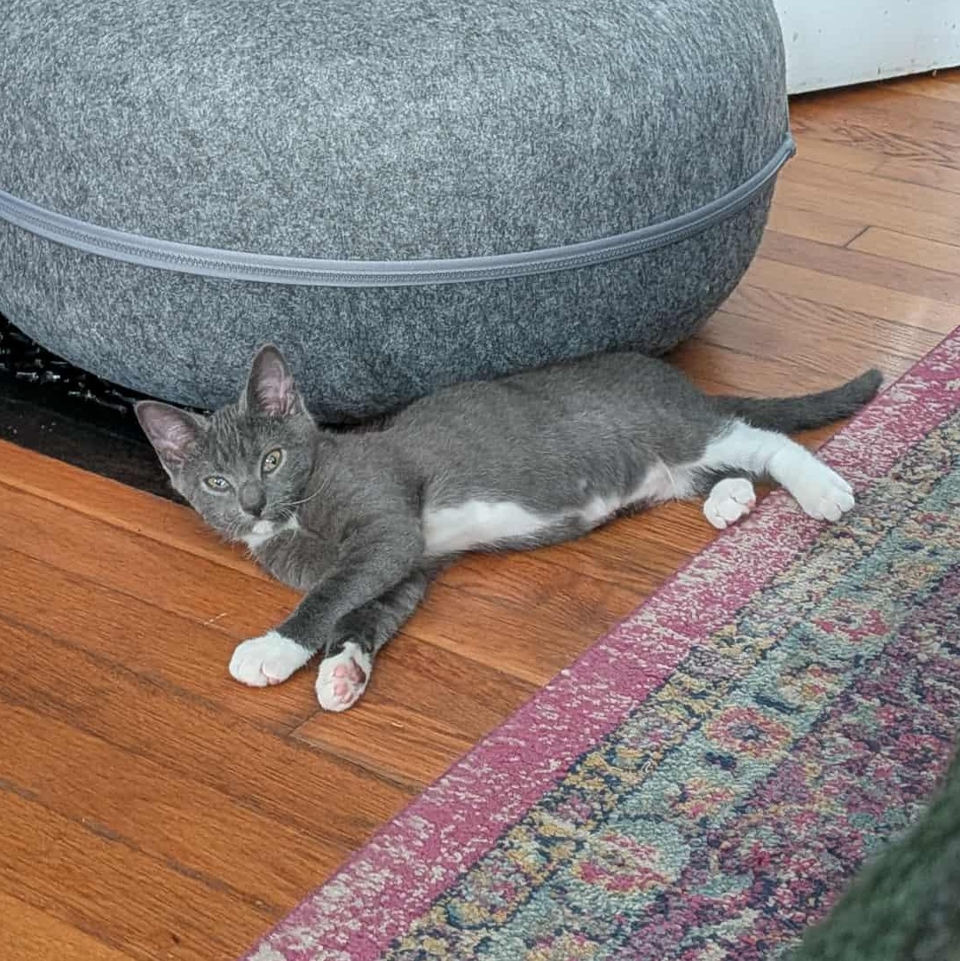 Graycie
